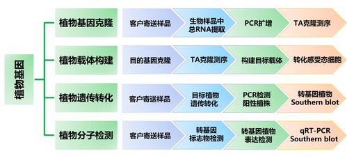 植物基因技術(shù)服務(wù) 從基礎(chǔ)研究到產(chǎn)業(yè)應(yīng)用的橋梁